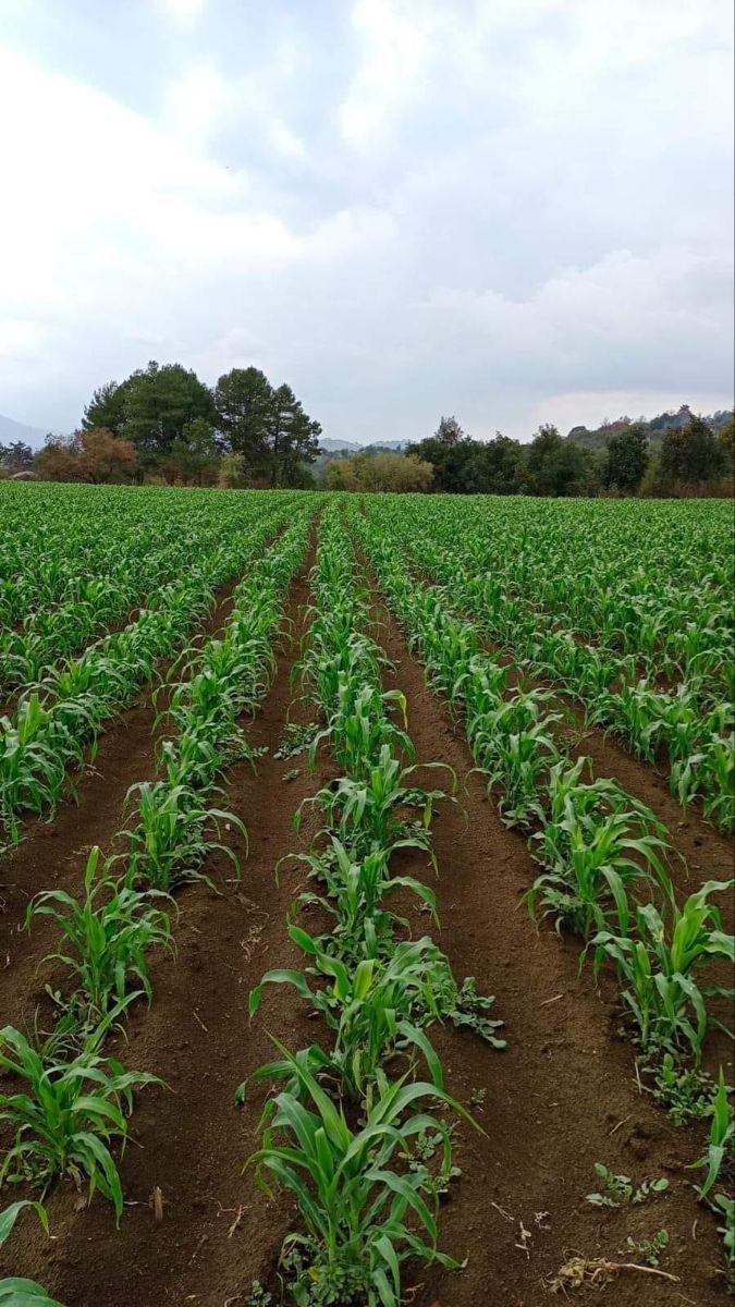 Maize, cassava, and plantain crops